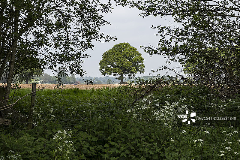 英国橡树图片素材
