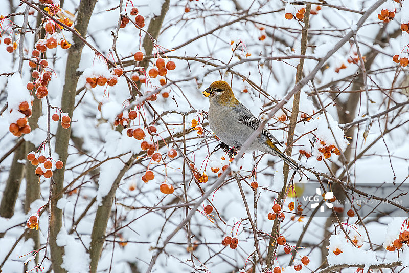 雌性松雀在冬季享用冷冻螃蟹，加拿大阿尔伯塔省帕克兰县图片素材