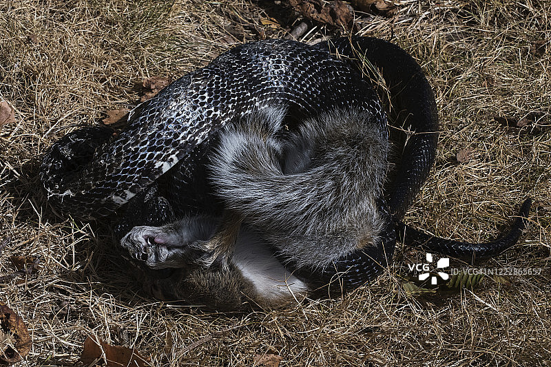 鼠蛇捕食幼松鼠图片素材