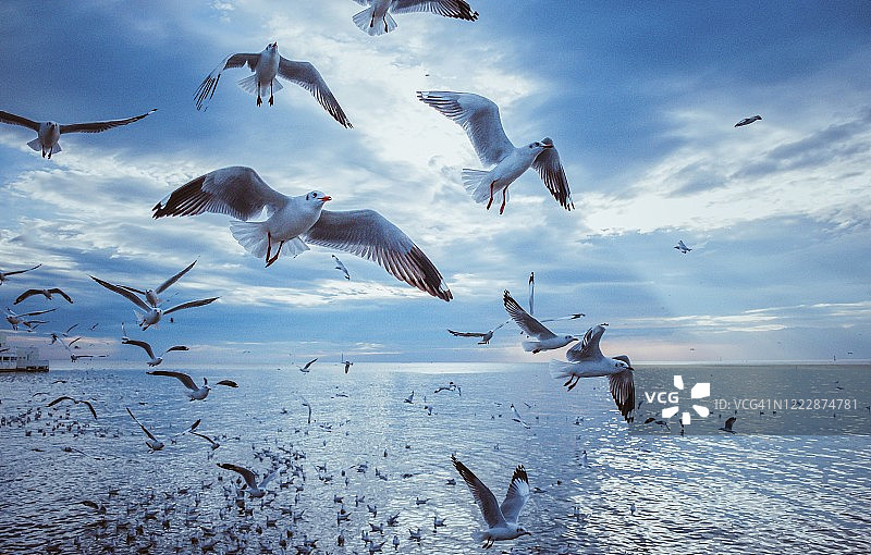 日落时分海鸥飞翔的田园风光图片素材