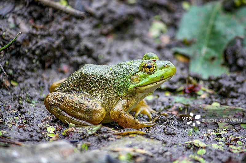 泥巴上的美国牛蛙图片素材