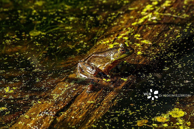 原木上的美洲牛蛙图片素材