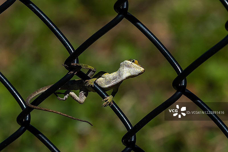 铁丝网上的绿安乐蜥图片素材