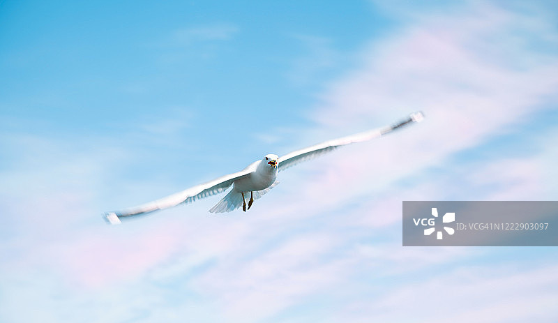 在蓝天下飞翔的海鸥图片素材