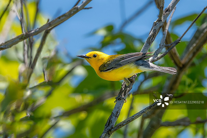 金黄莺雀图片素材