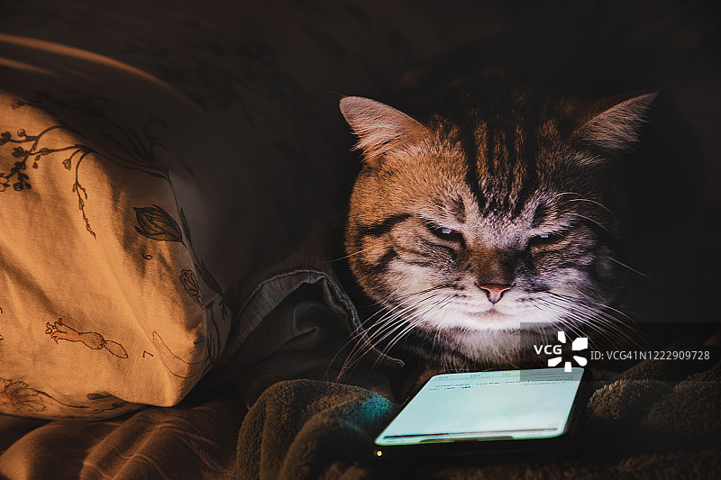 在床上玩手机的短毛猫图片素材