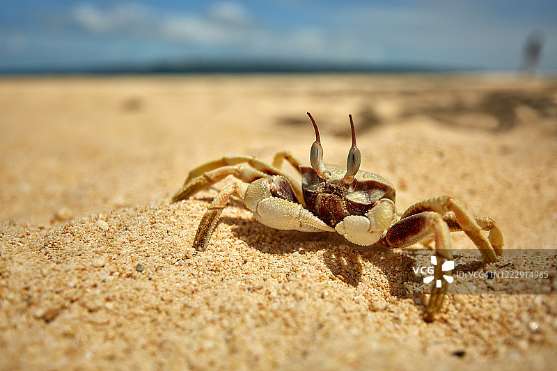 一只角眼沙蟹图片素材