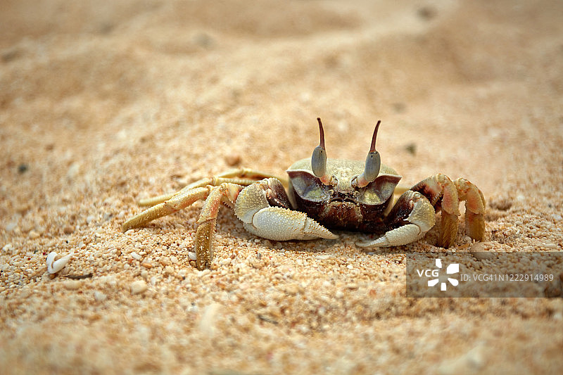 一只角眼沙蟹图片素材