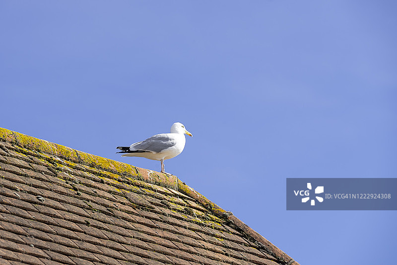站在屋顶上的白色海鸥图片素材