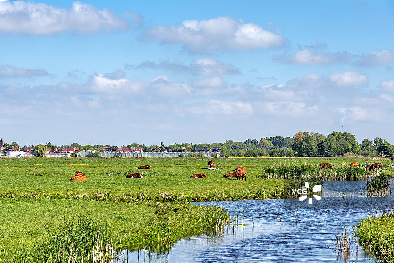 河边绿地上的牛群图片素材