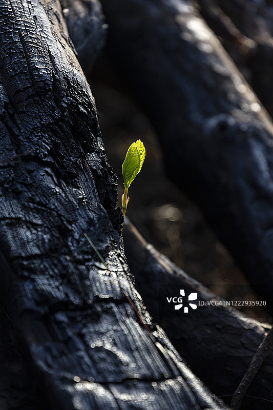 生长在土壤上的幼树图片素材