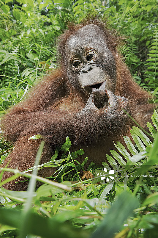 年轻的猩猩图片素材