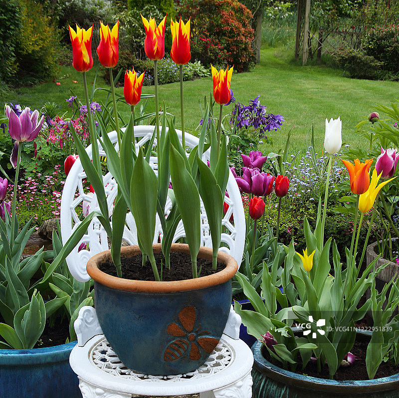 庭院椅上的黄色和红色郁金香，英式家庭花园图片素材