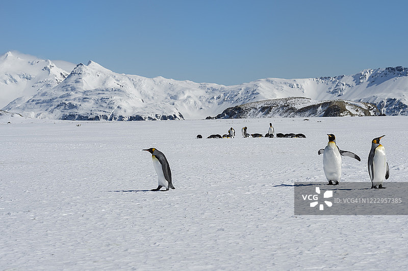 王企鹅图片素材