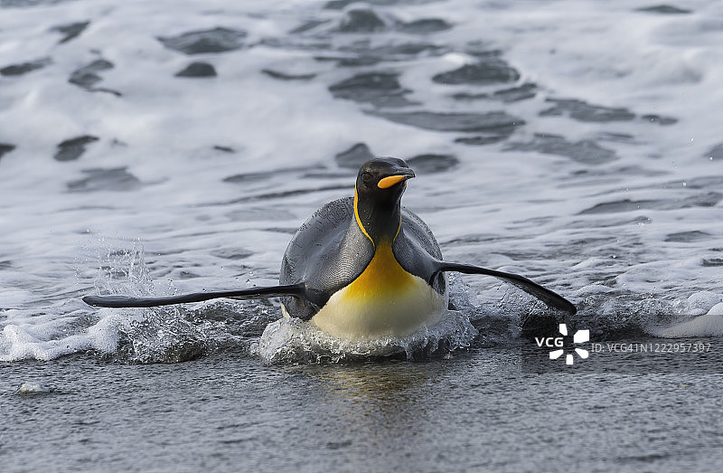 王企鹅图片素材