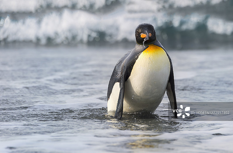 王企鹅图片素材