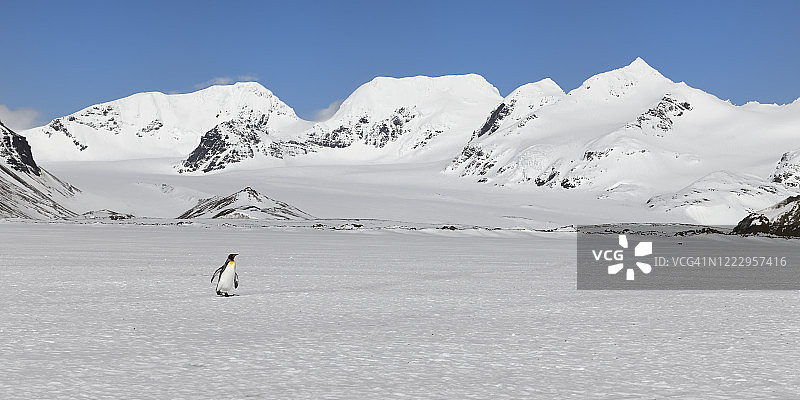 王企鹅图片素材