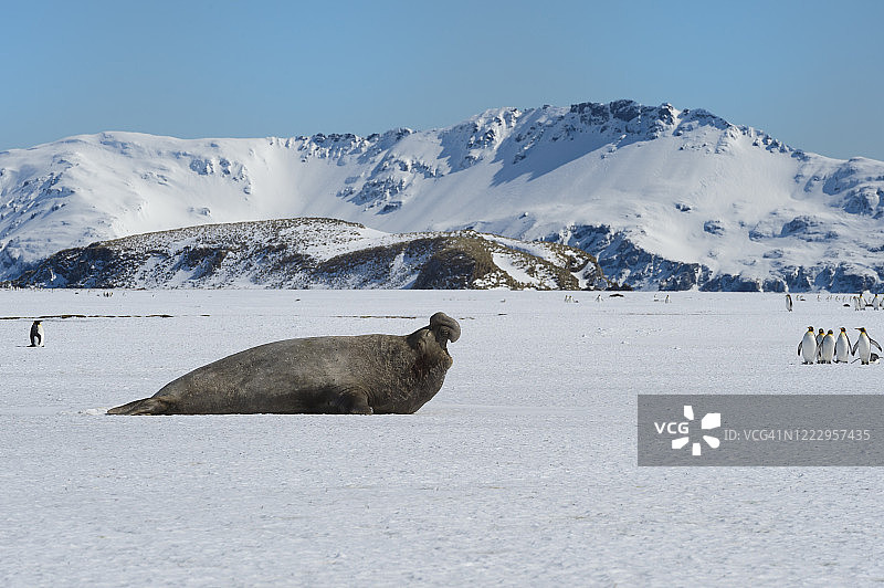 南方象海豹图片素材