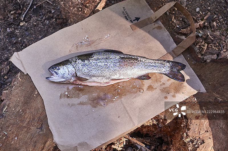 新鲜捕获的鳟鱼图片素材
