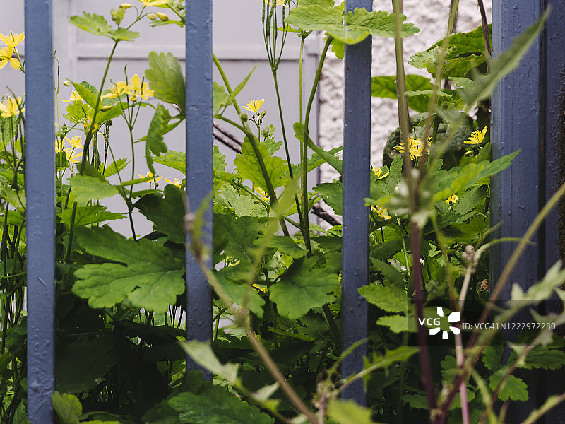 野花和杂草丛中的灰色金属门图片素材