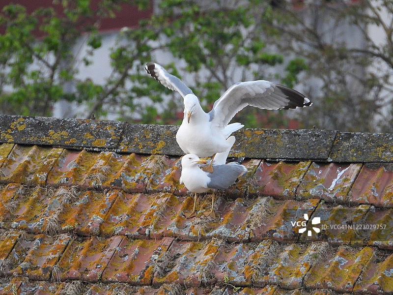 黄腿鸥交配图片素材