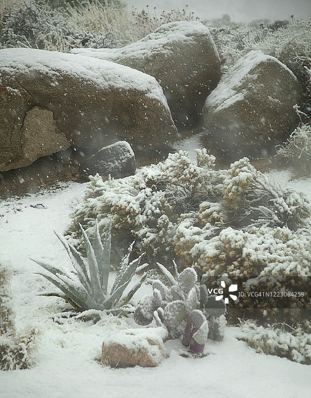 竖版巨石沙漠植物，暴风雪中图片素材