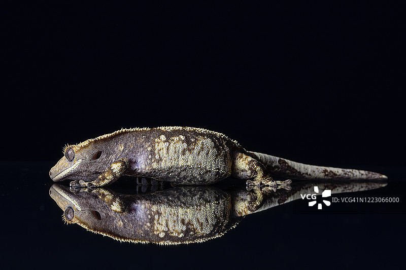 睫角守宫及其在黑色背景上的倒影图片素材