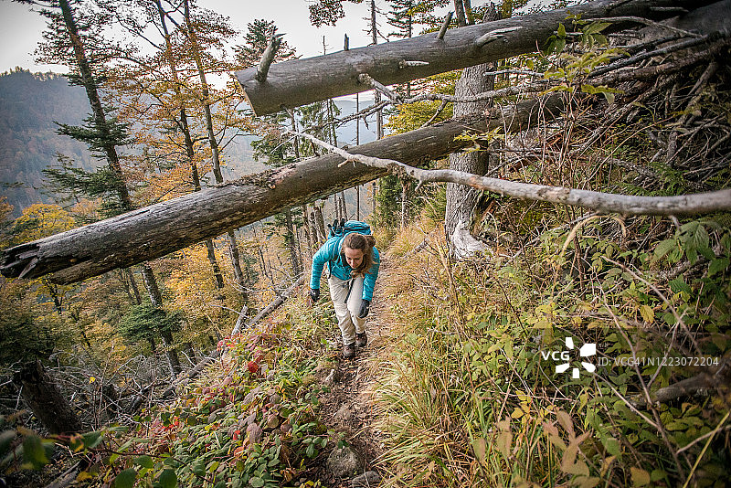 在倒下的树下弯腰的年轻女徒步旅行者图片素材