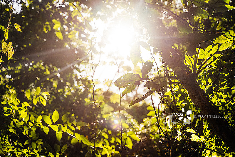 热带雨林中的树木和树叶图片素材