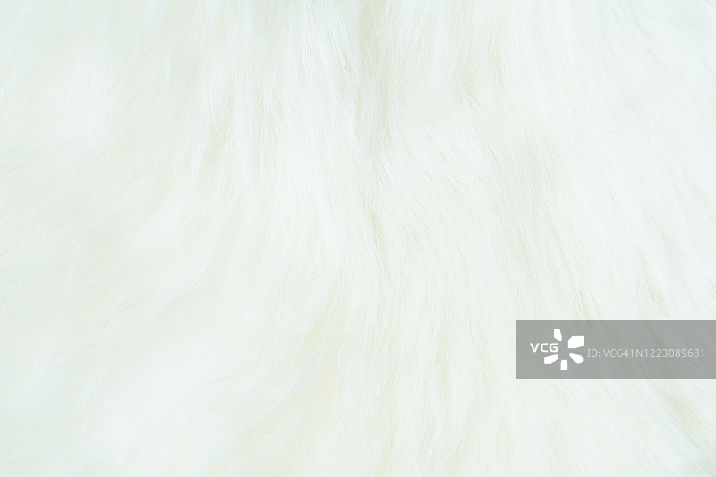 白色羊皮背景，绵羊或羔羊皮地毯，皮革上柔软的毛发纹理，天然绝缘体图片素材