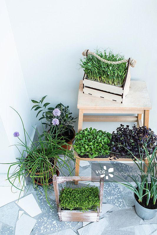阳台种植的可食用绿色幼苗图片素材