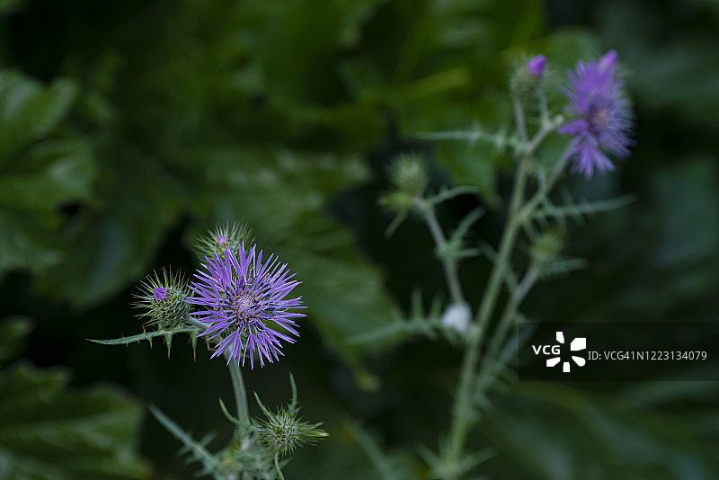 水飞蓟图片素材