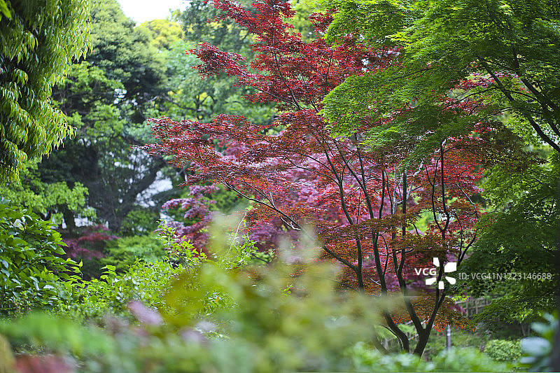 横滨五月的枫树，红叶坂图片素材