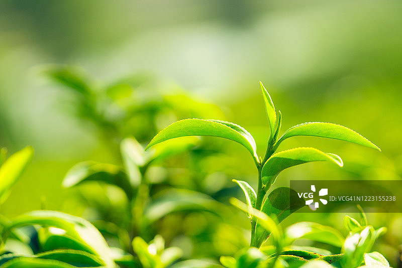 茶园中的茶叶，展现了花园的明亮和新鲜图片素材