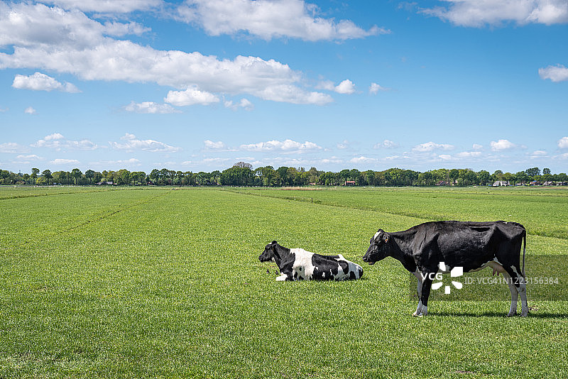 阳光明媚的日子里，在绿色田野上的两头牛图片素材