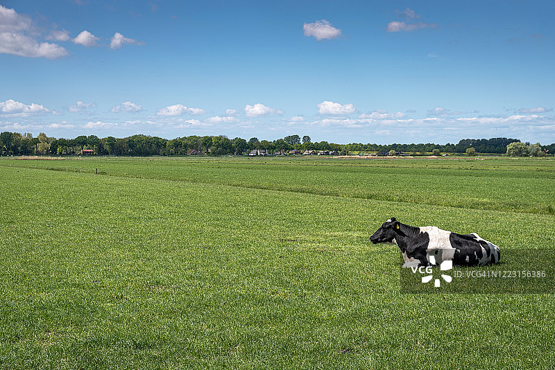 夏日，奶牛躺在绿色田野上图片素材
