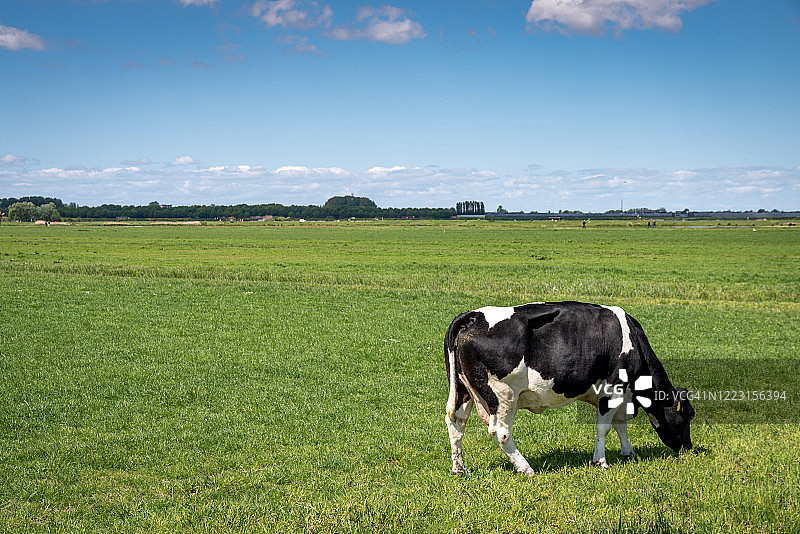 阳光明媚的日子里，一头牛在绿色田野上吃草图片素材