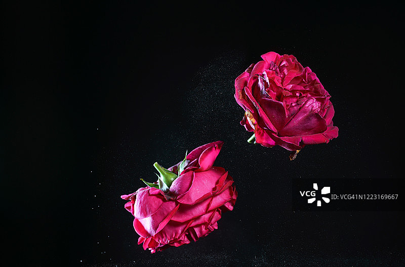 高速同步捕捉到的空中舞动的红玫瑰图片素材