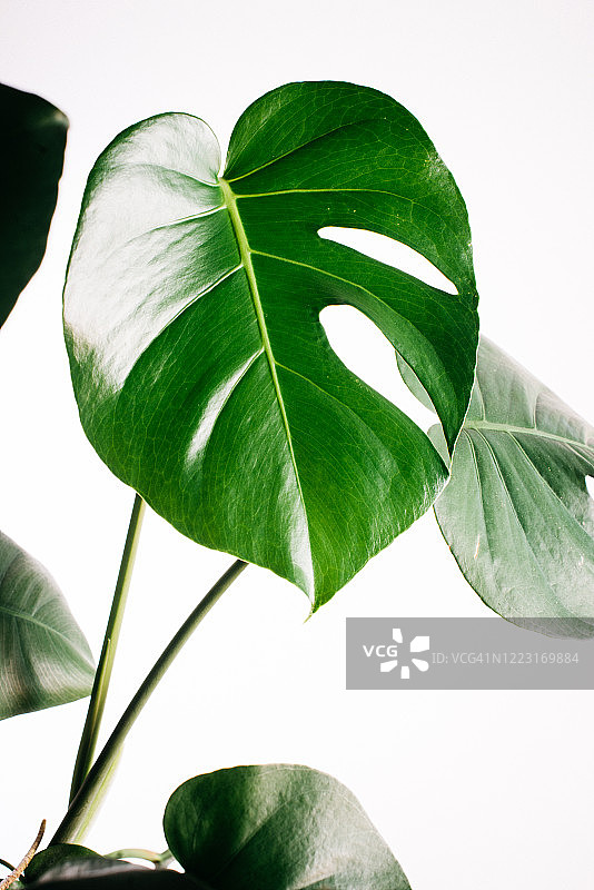 龟背竹叶图片素材