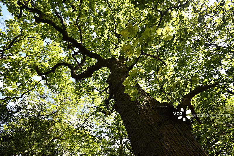 内在的巨人图片素材