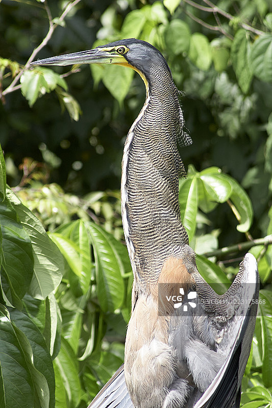 哥斯达黎加利蒙省：裸喉虎鹭在阳光下晾晒翅膀图片素材