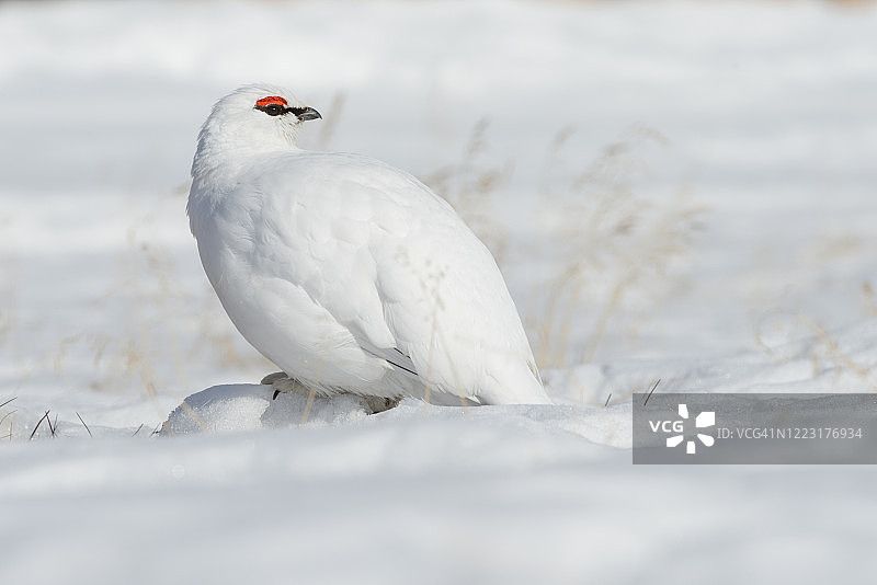 斯瓦尔巴群岛的白色雷鸟，位于俄罗斯鬼城金字塔镇图片素材