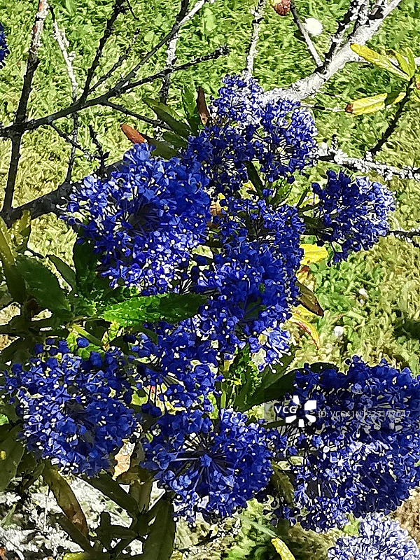 加州丁香图片素材