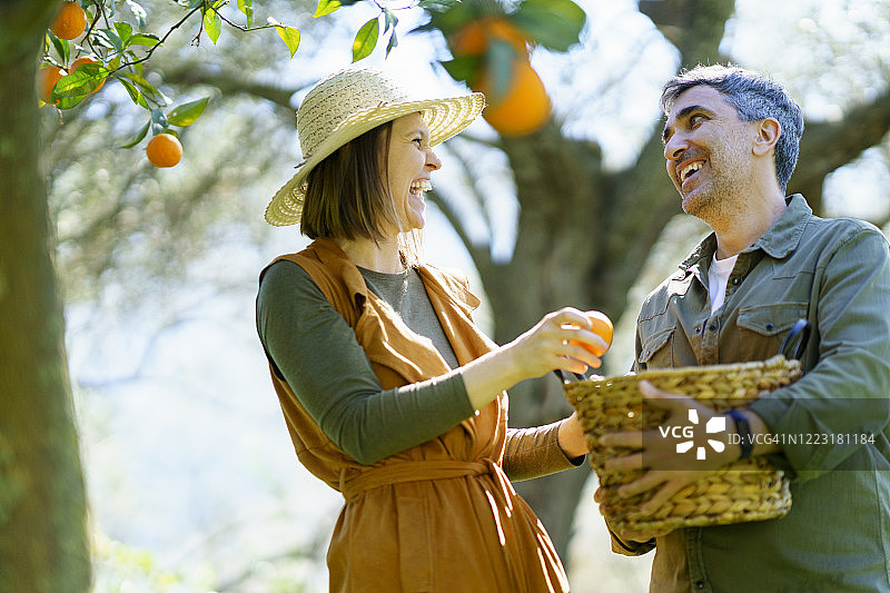 采摘有机橙子的幸福情侣图片素材
