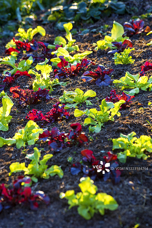 德国蔬菜园中的罗莎红生菜图片素材