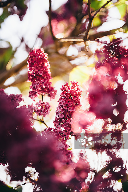 丁香花图片素材