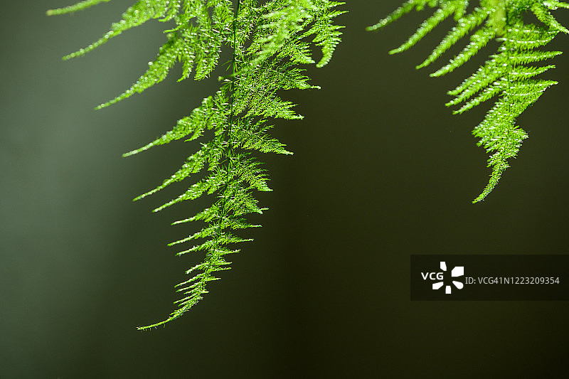 文竹特写图片素材