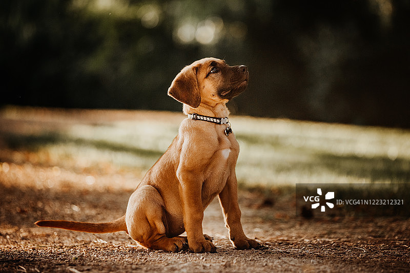 坐着的布罗荷马幼犬图片素材