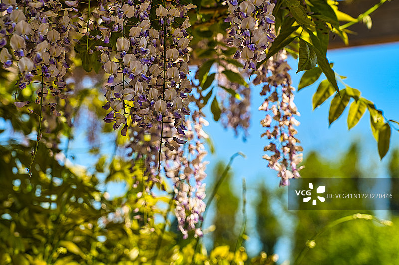 紫藤多花植物图片素材