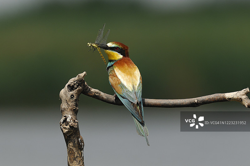 捕食蜻蜓的欧洲蜂虎图片素材